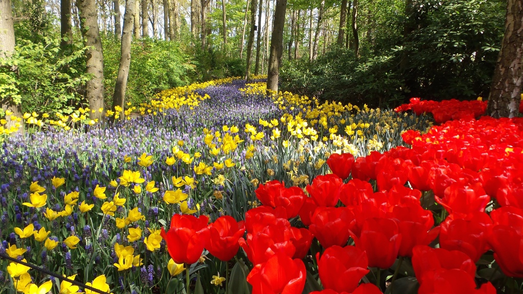 2014-04-17 Holland Tulips 69.jpg